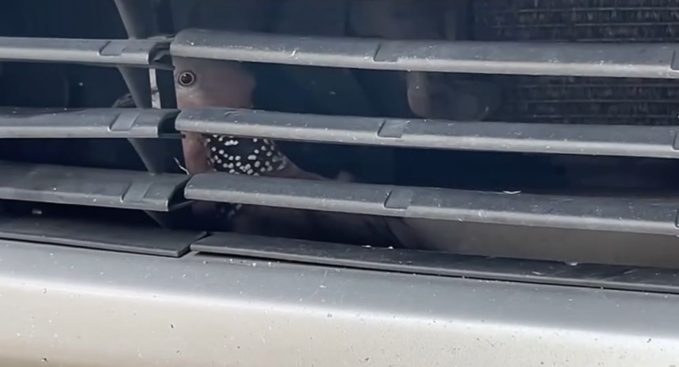 港車主泵把離奇藏「咕姑固」惹熱議　珠頸斑鳩竟是受保護動物