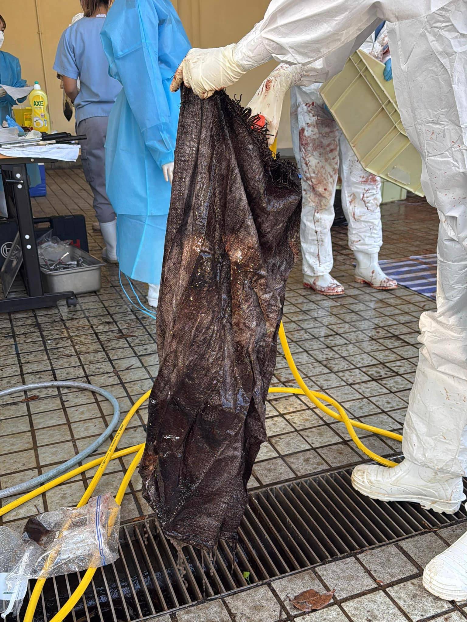 大澳鯨魚擱淺｜漁護署解剖鯨屍揭死因解釋鯨魚一命嗚呼原因- 東張+