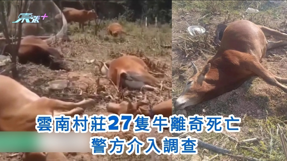 有片｜雲南村莊27隻牛離奇死亡 警方介入調查