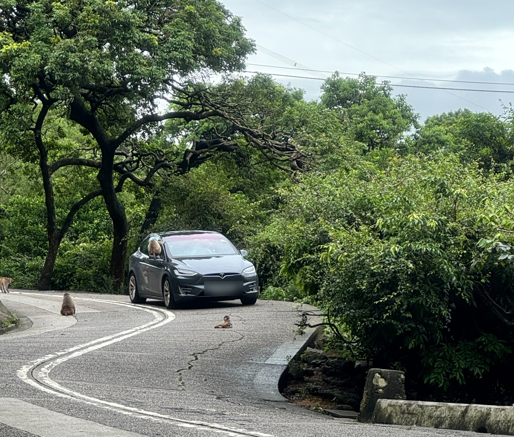 東張西望報料｜市民駕車開車窗派食物「非法餵猴」　行山人士憂猴群變主動襲人 （觀眾吳小姐報料提供）