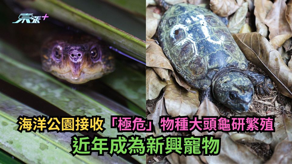 海洋公園接收「極危」物種大頭龜研繁殖　近年成為新興寵物