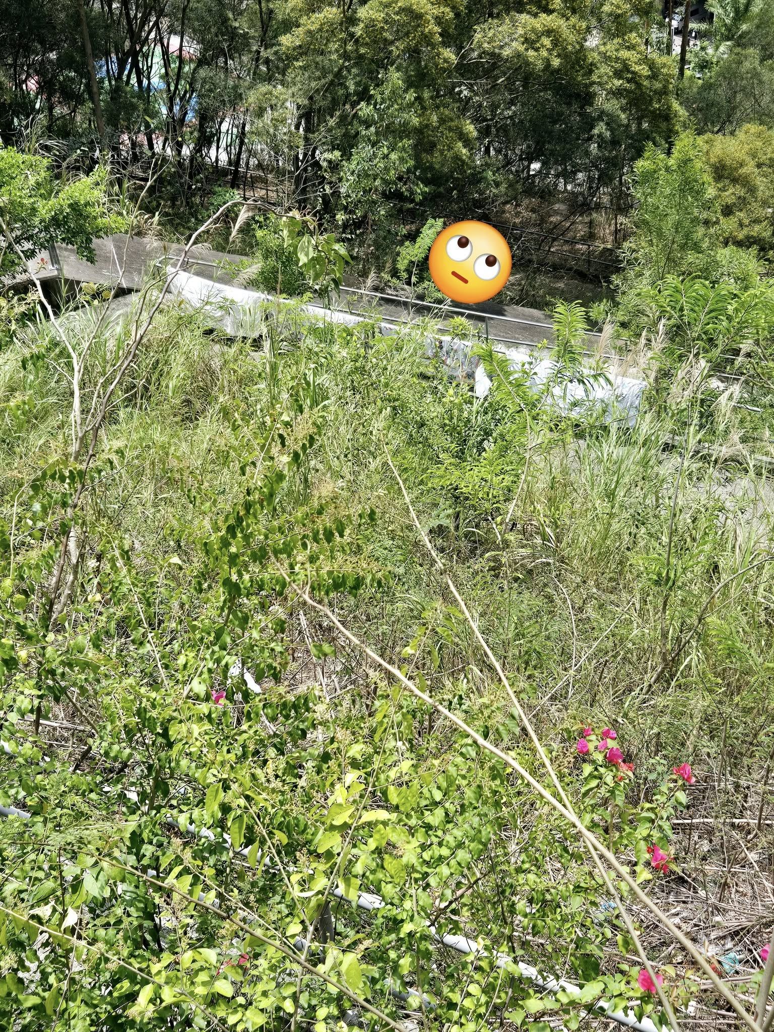 May be an image of grass and tree