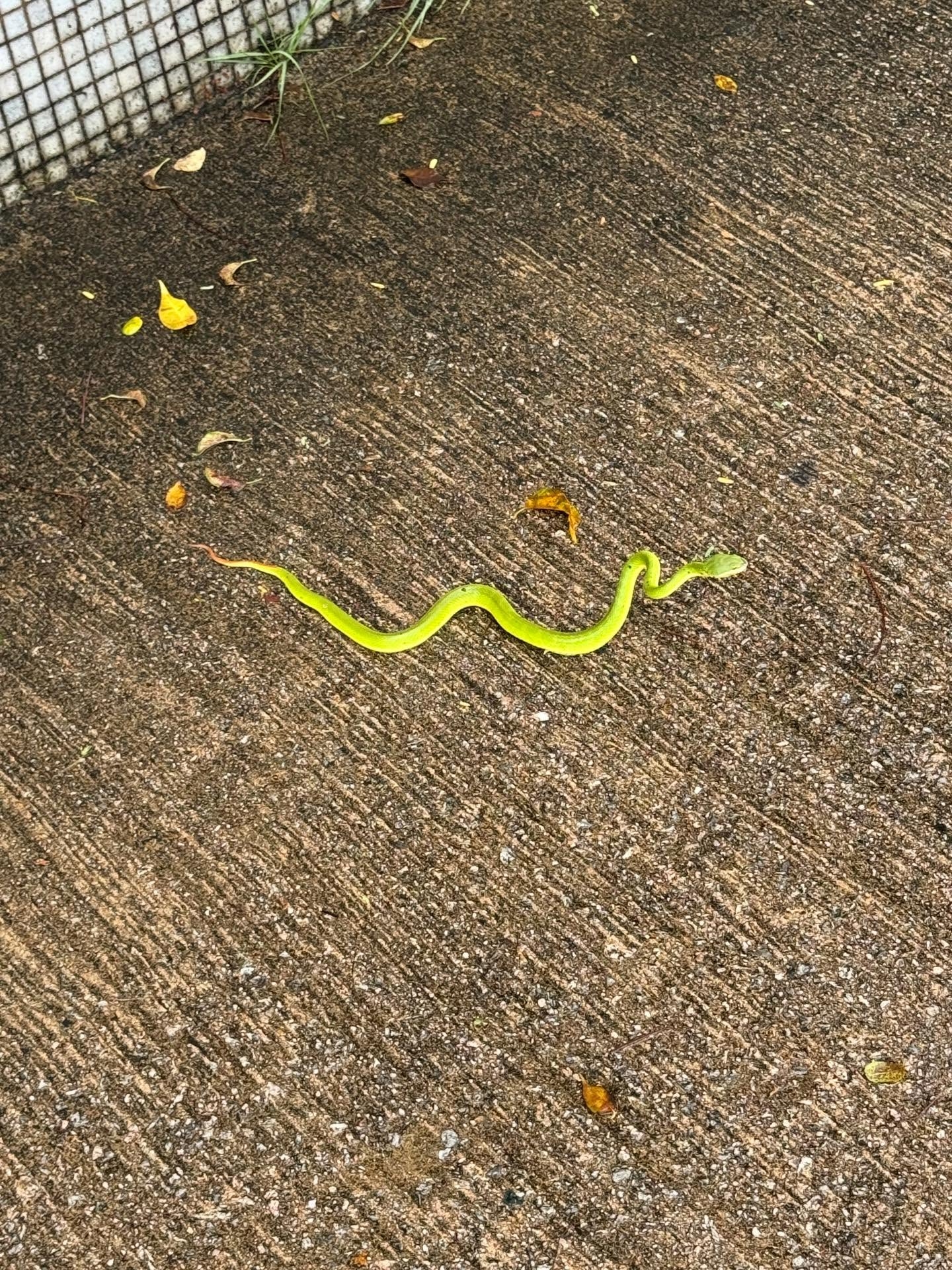 藍田發現青竹蛇出沒　片主形容蛇想「攻擊自保」　網民不解：仲走埋去