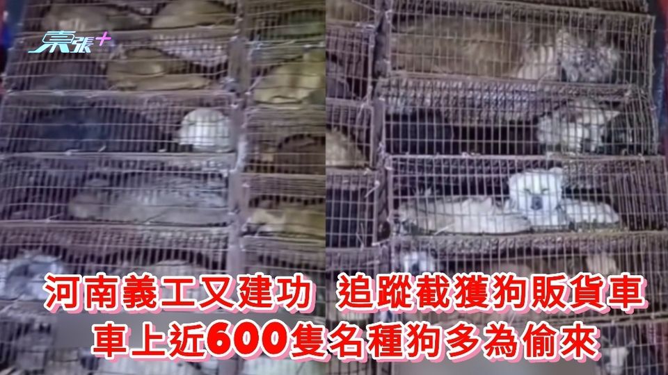 有片｜河南義工又建功追蹤截獲狗販貨車 車上近600隻名種狗多為偷來