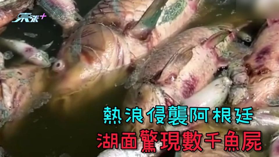 有片｜熱浪侵襲阿根廷 湖面驚現數千魚屍
