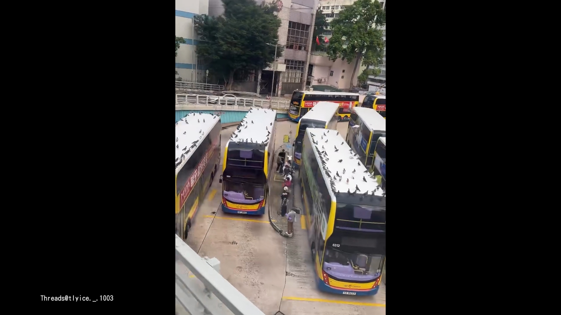 銅鑼灣摩頓台巴士總站驚現「雀鳥大軍」　網民：古菇固Gathering！