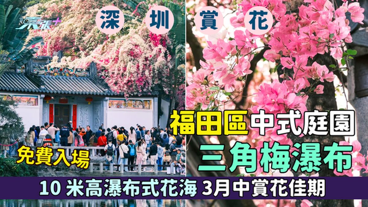 深圳赏花｜福田区中式庭园睇盛放三角梅🌸 免费入场｜10米高瀑布式花海📸｜3月中赏花佳期🌷