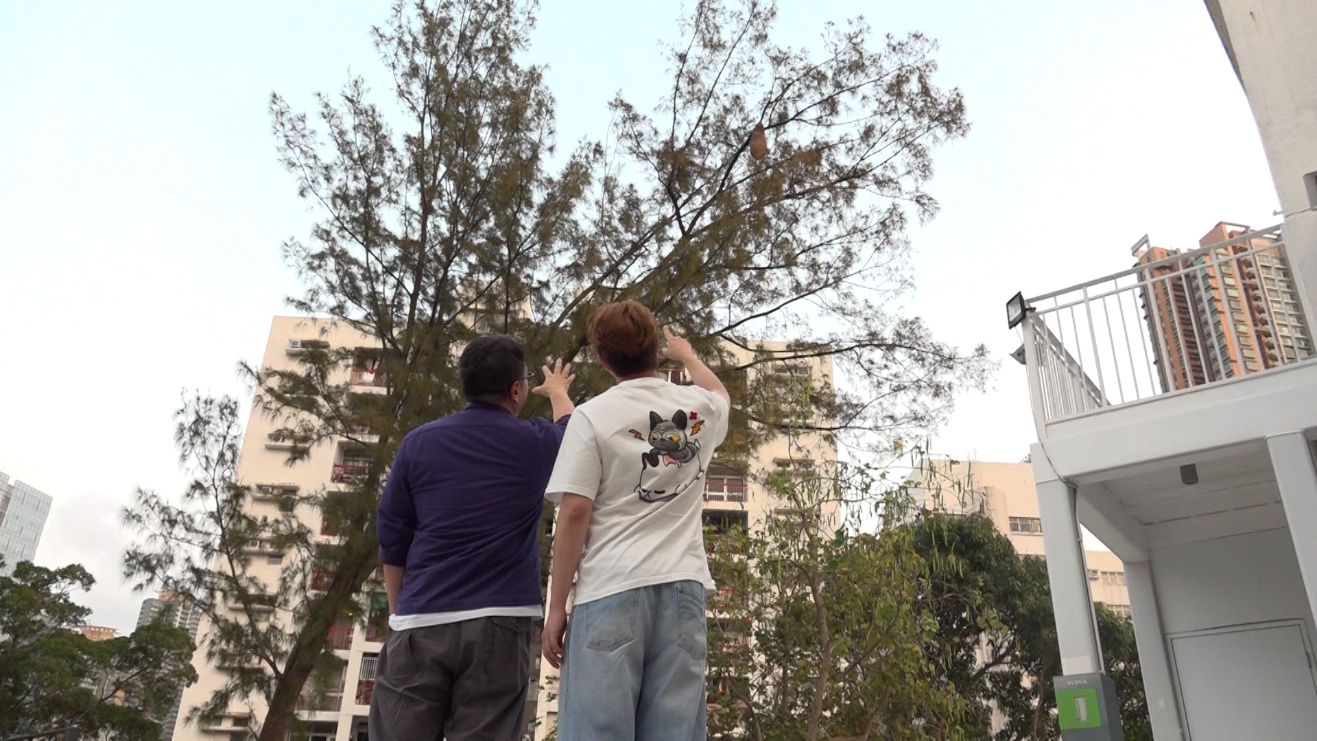 蜂巢粗如手臂，懸掛在離地約8米高的樹上