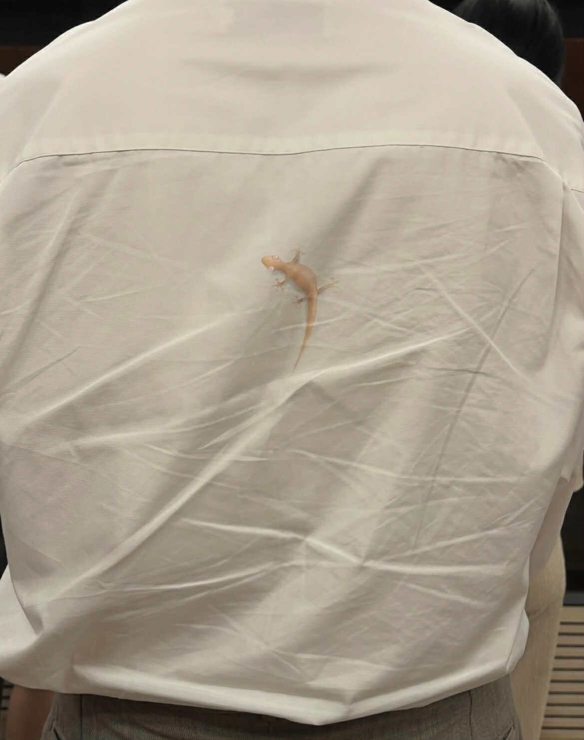 港鐵站等車前方男士身上驚見四腳蛇　原來係「流嘢」引熱議：疑幻似真