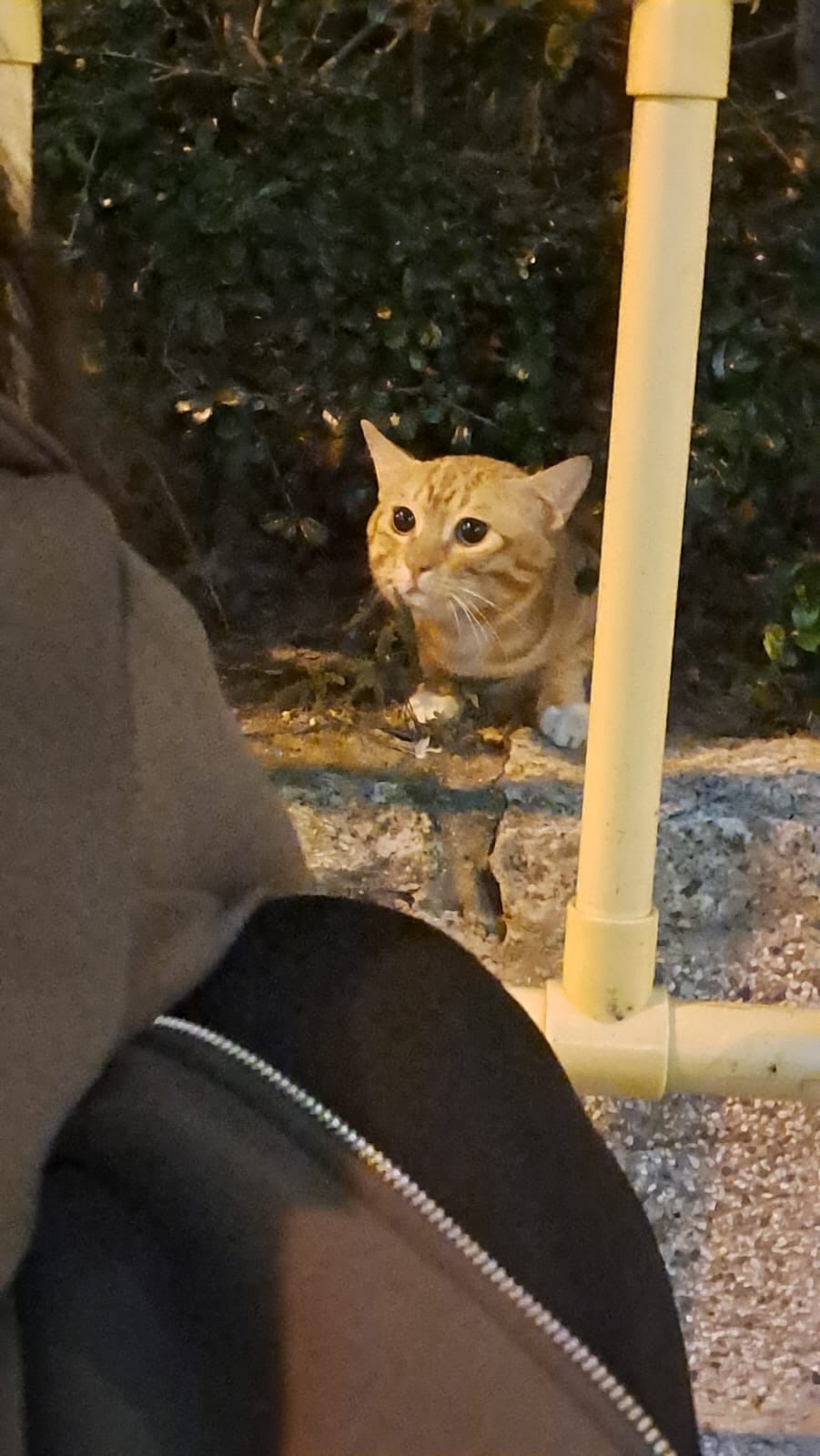 疑似走失橘色家貓（網上圖片）