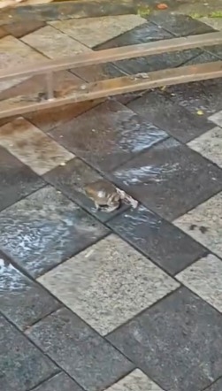 青蛙一路小跑跳至一輛巴士旁