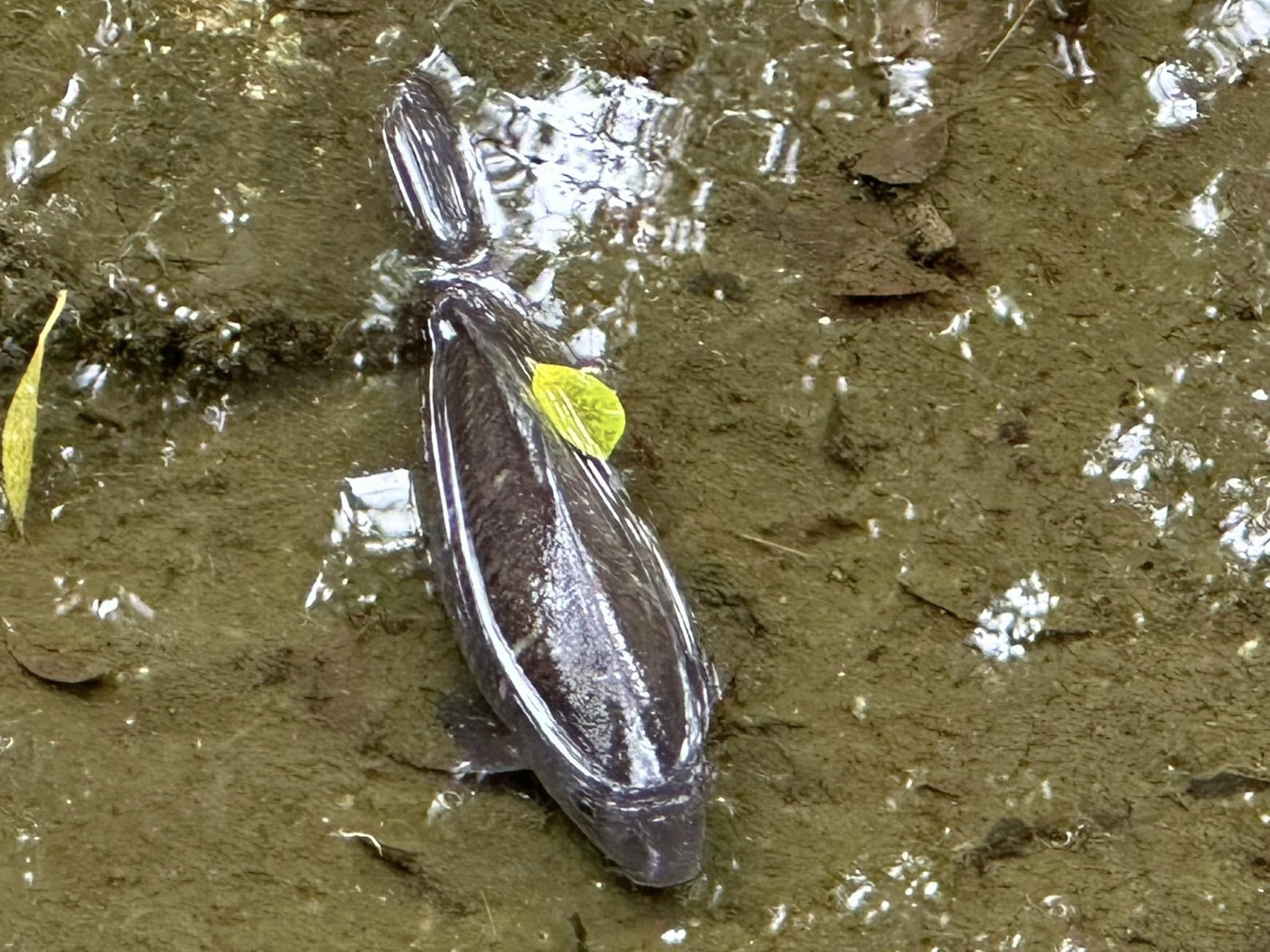 九龍公園水池大清洗「疑抽乾水」，康文署證3條魚缺水慘死。（龜途Facebook）