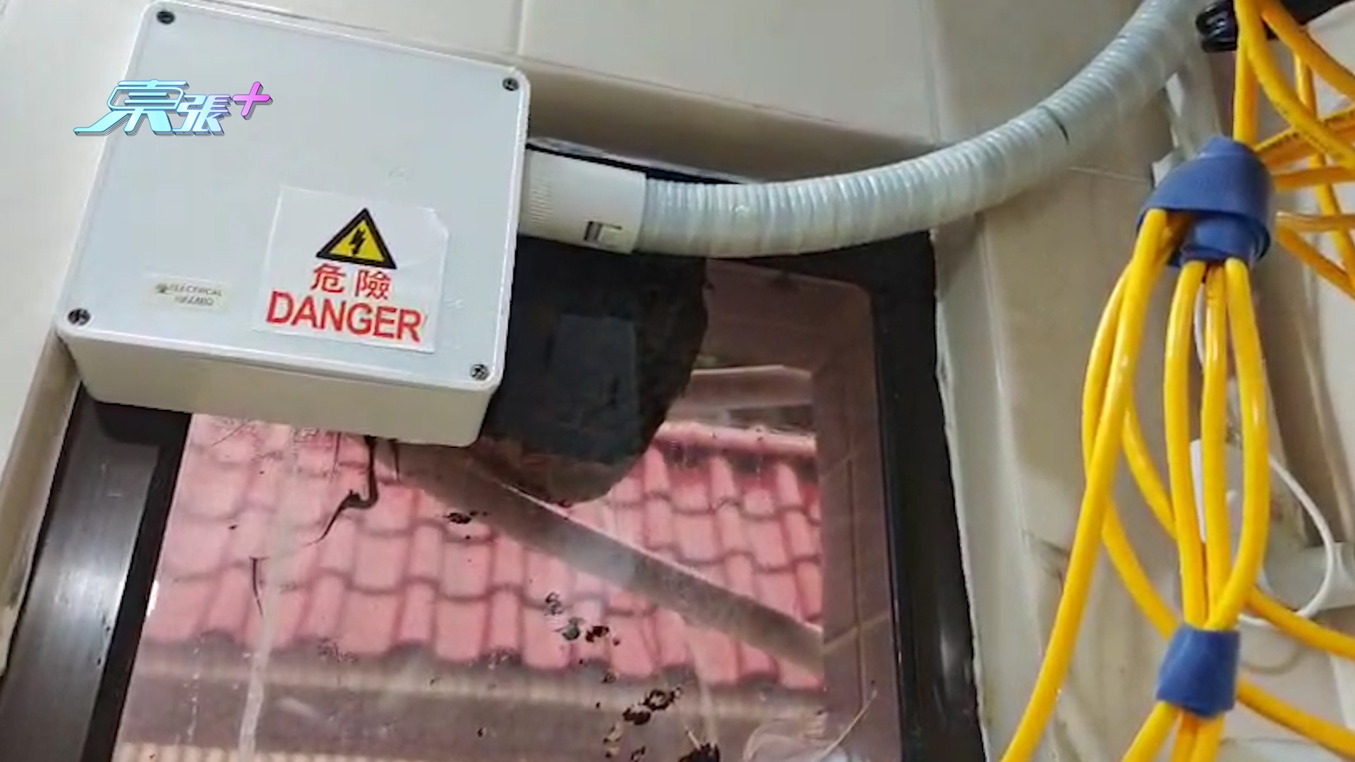 東張西望報料｜上水村屋外驚現恐怖大蜂巢　事主求助無門報東張：已經好幾個月