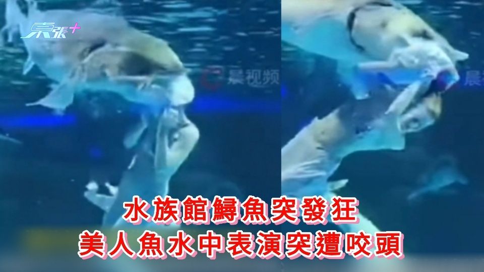 有片|水族館鱘魚突發狂 美人魚水中表演突遭咬頭