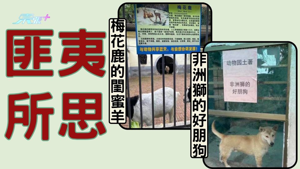 匪夷所思動物園非洲獅變成狗？  背後原因曝光
