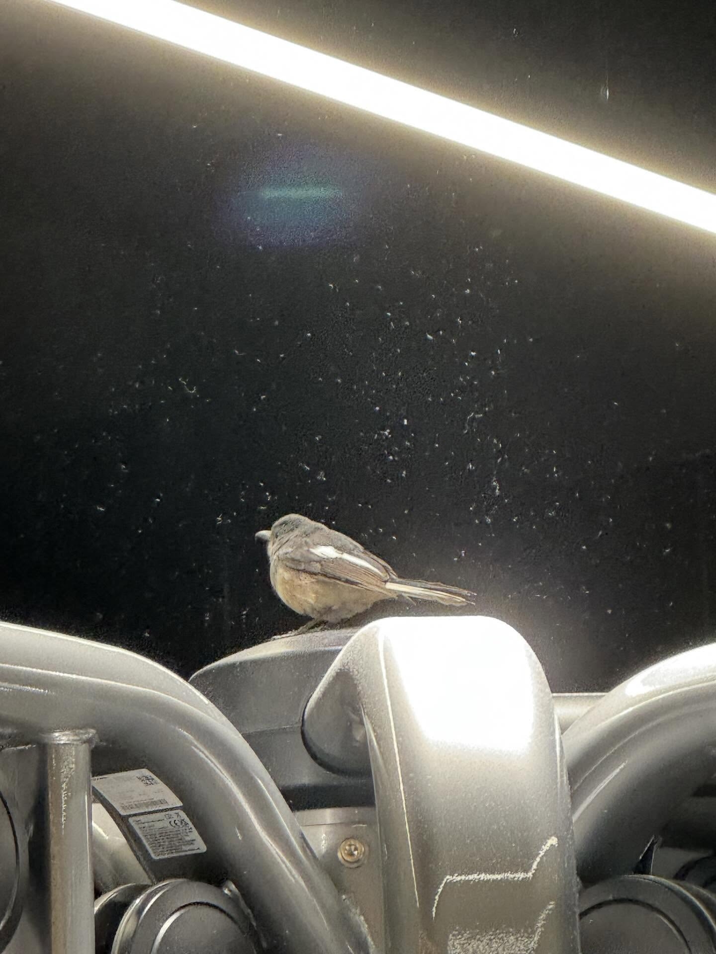 有網民分享自己曾在健身室見到雀鳥的經歷，並附上相片。 （Threads圖片／anson._.hung0606）