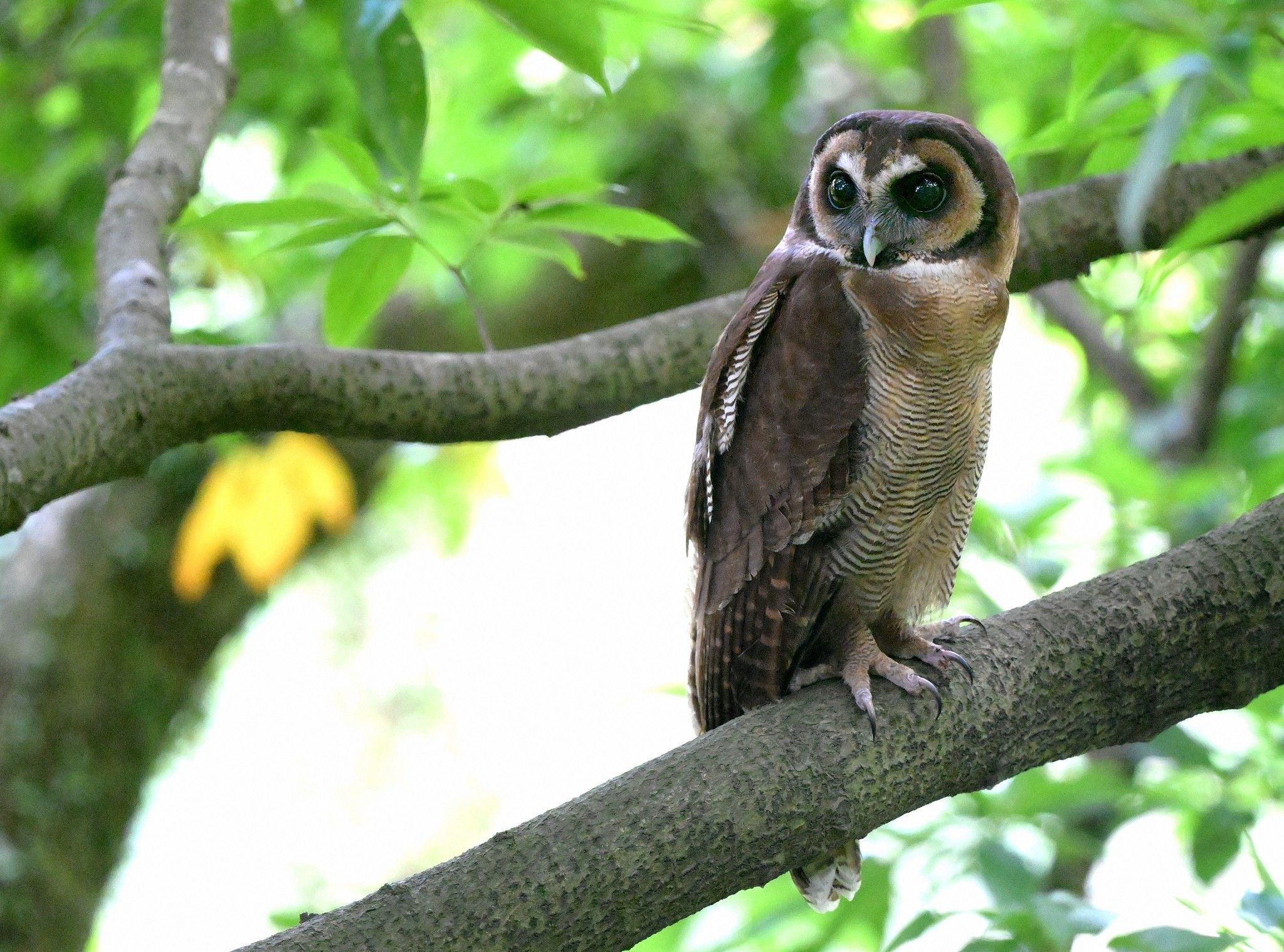 褐林鴞｜嘉道理農場再現珍稀貓頭鷹。(FB@Yk Liu Liu)