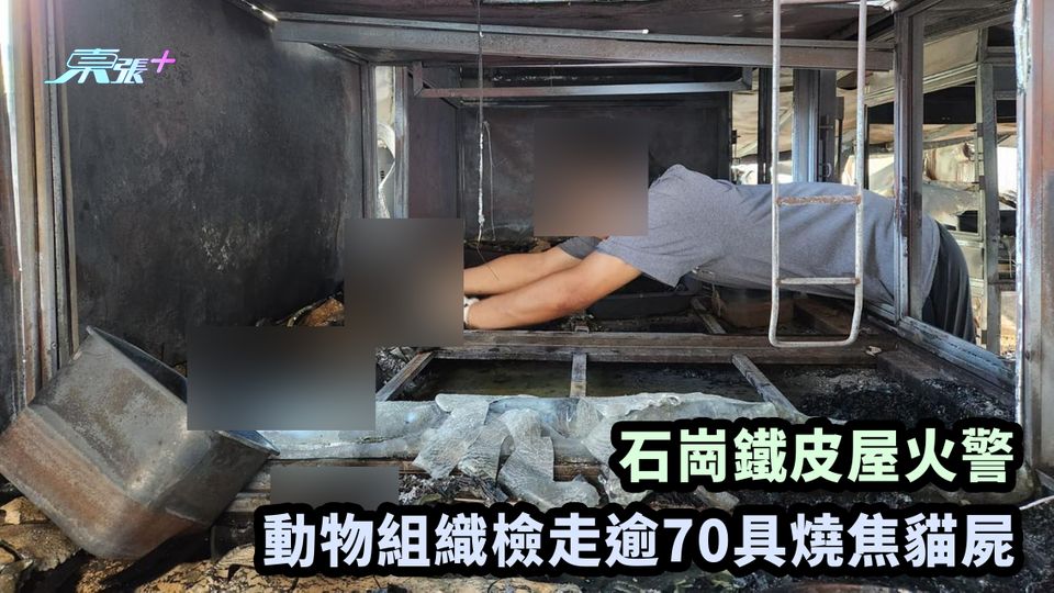 石崗鐵皮屋火警 動物組織檢走逾70具燒焦貓屍