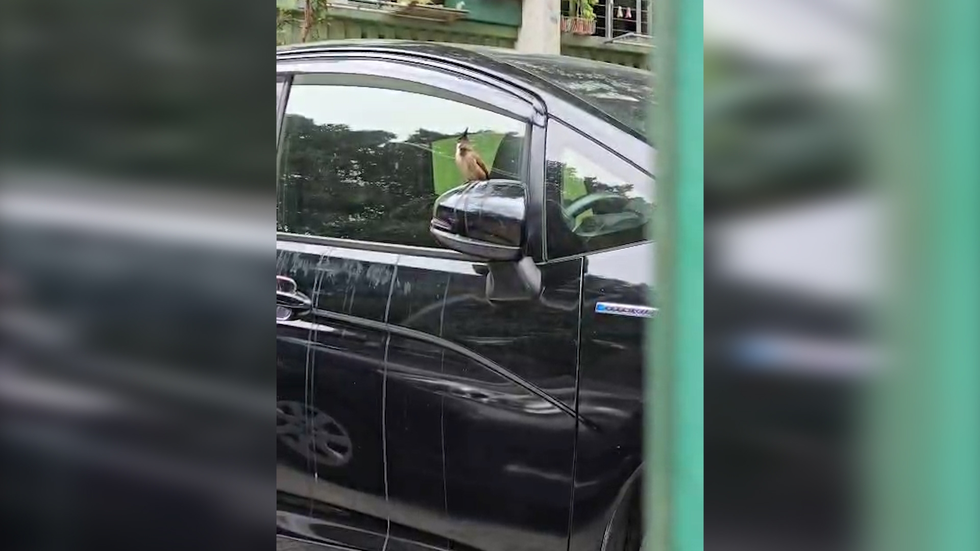 東張西望報料｜坪石邨搞笑一幕　兩雀仔玩「雀屎轟炸」　觀眾：好似報復車主咁