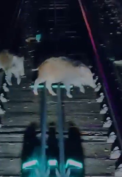 山頂纜車遇野豬BB「學行」阻路