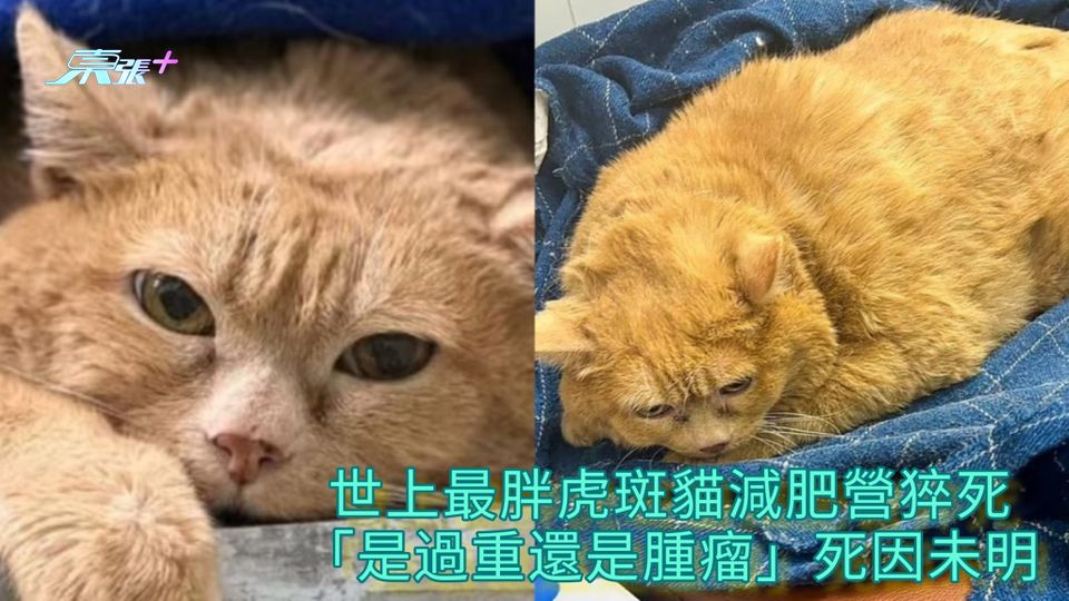 世上最胖虎斑貓減肥營猝死 「是過重還是腫瘤」死因未明