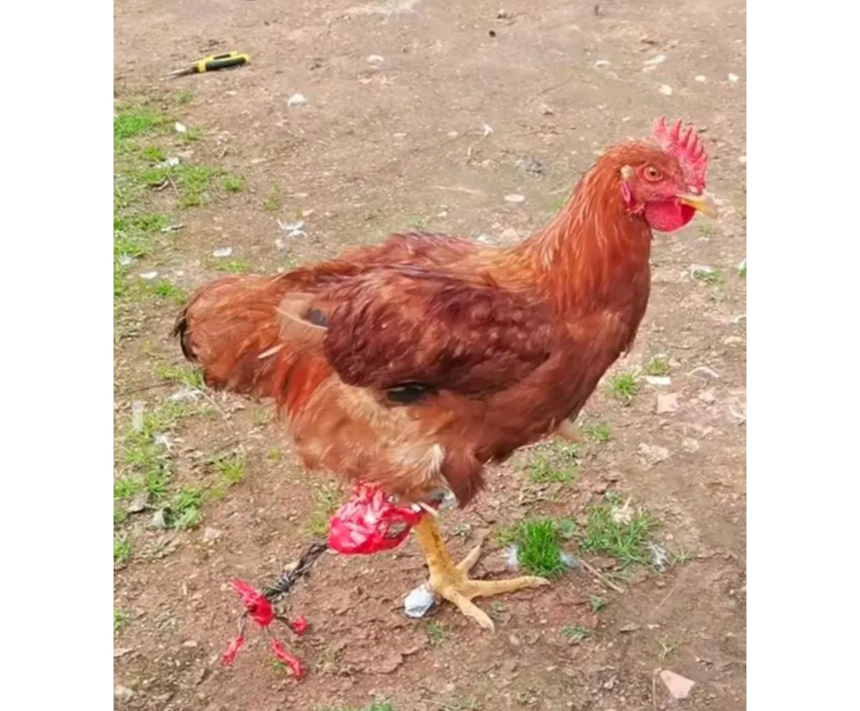 裝假肢的公雞一拐成名。網絡圖片