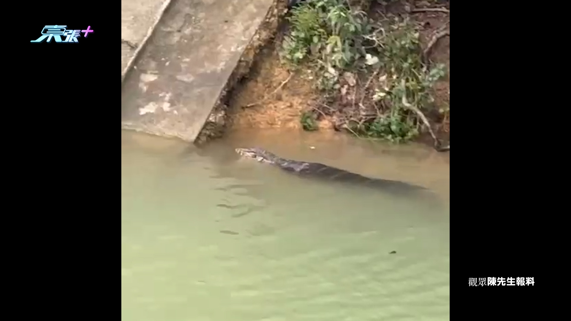 東張西望報料｜九龍水塘驚見「鱷魚」出沒　觀眾報料疑似鱷魚水塘暢泳