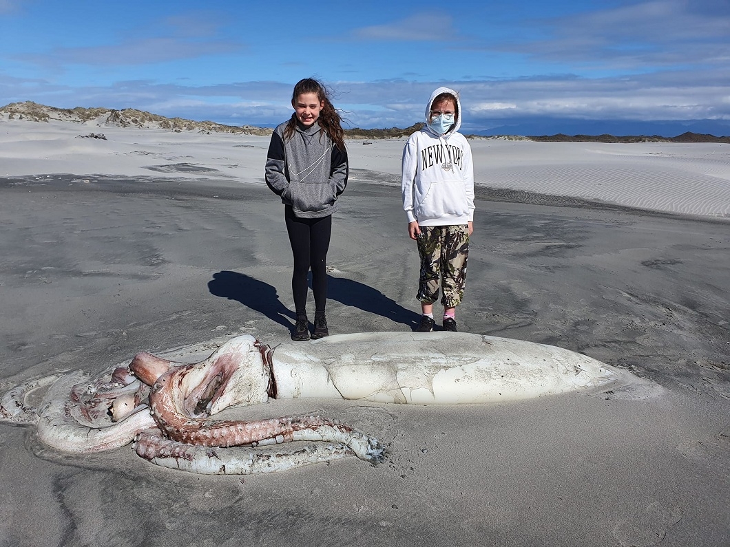新西蘭南島金灣沙灘本月9日發現4米長的「大王魷魚」。互聯網