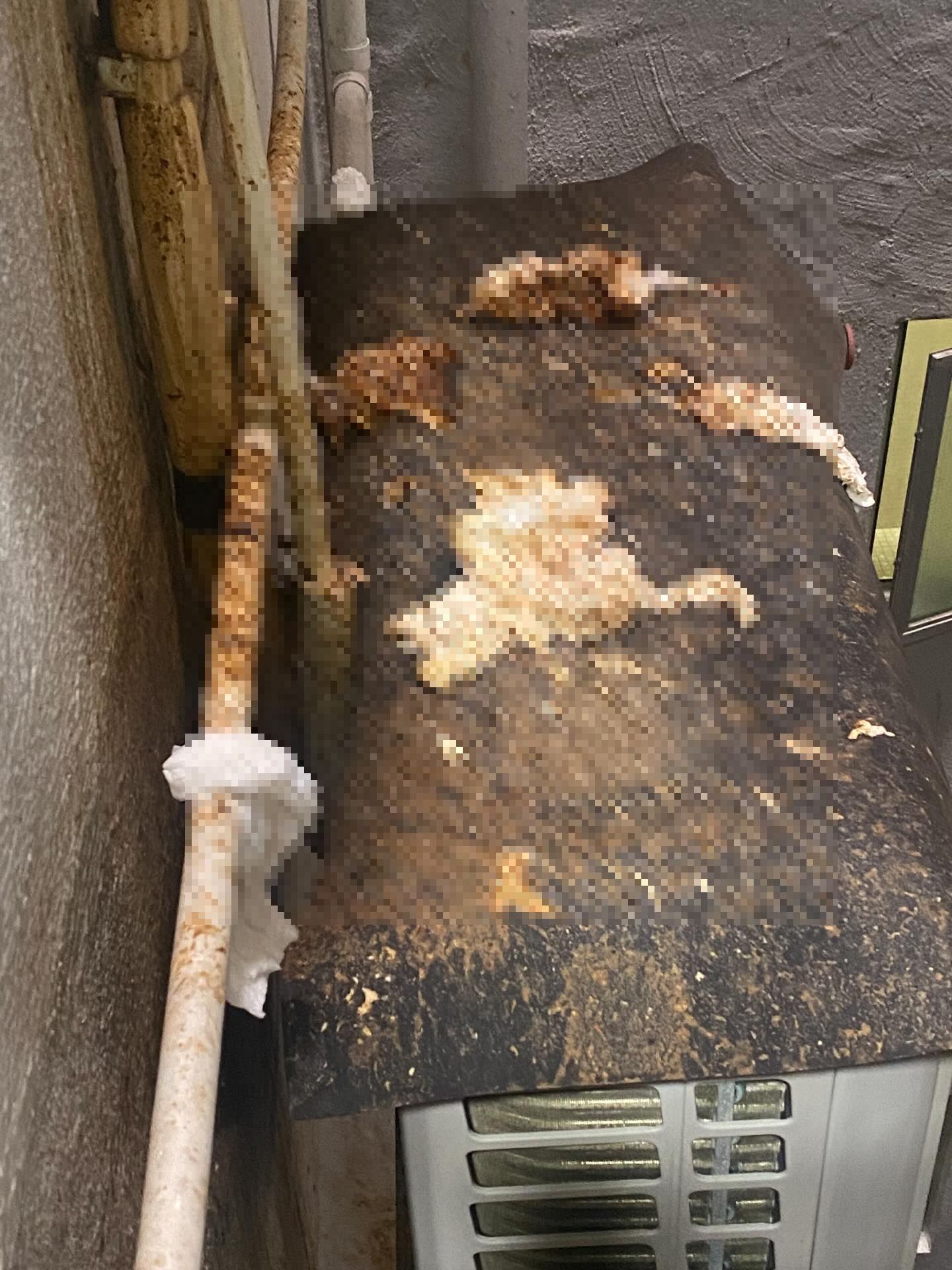 私樓港女疑遭樓上鄰居「掟屎」　網上發文求救：好崩潰