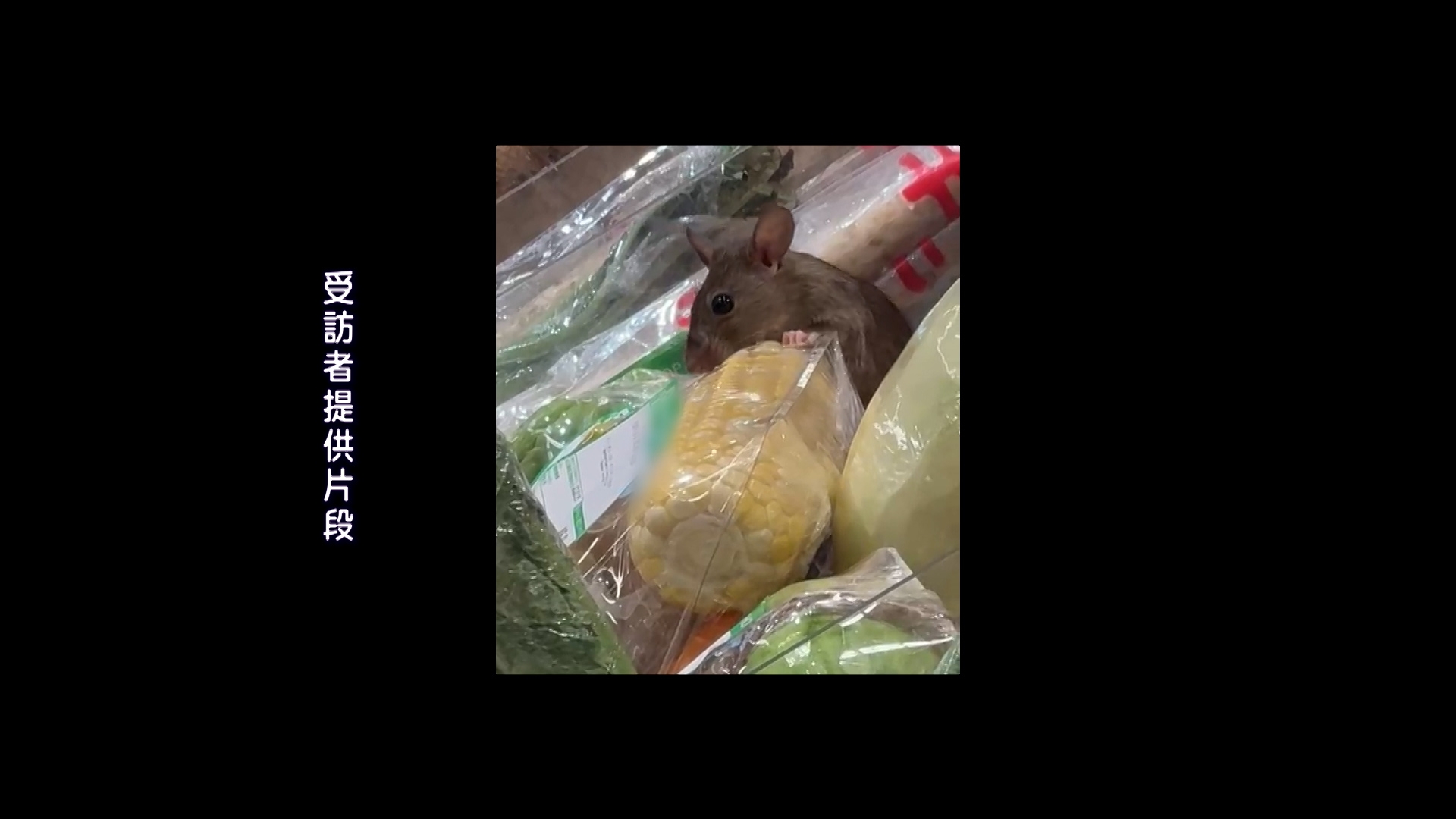 一隻老鼠站在蔬菜架上吃粟米，吃得津津有味。