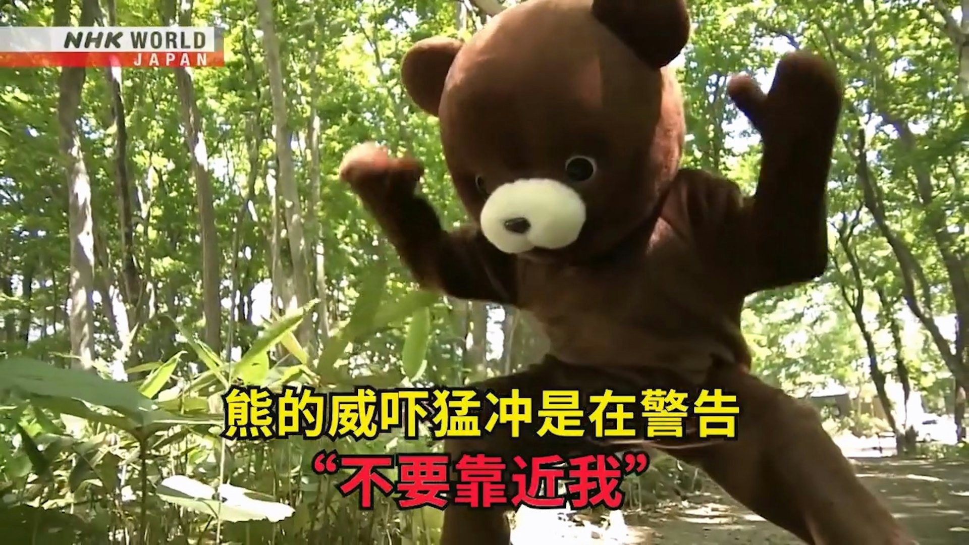 若熊擺出威嚇猛衝的姿勢，是在警告「不要靠近我」。（Facebook影片截圖／NHK WORLD-JAPAN Chinese - traditional）