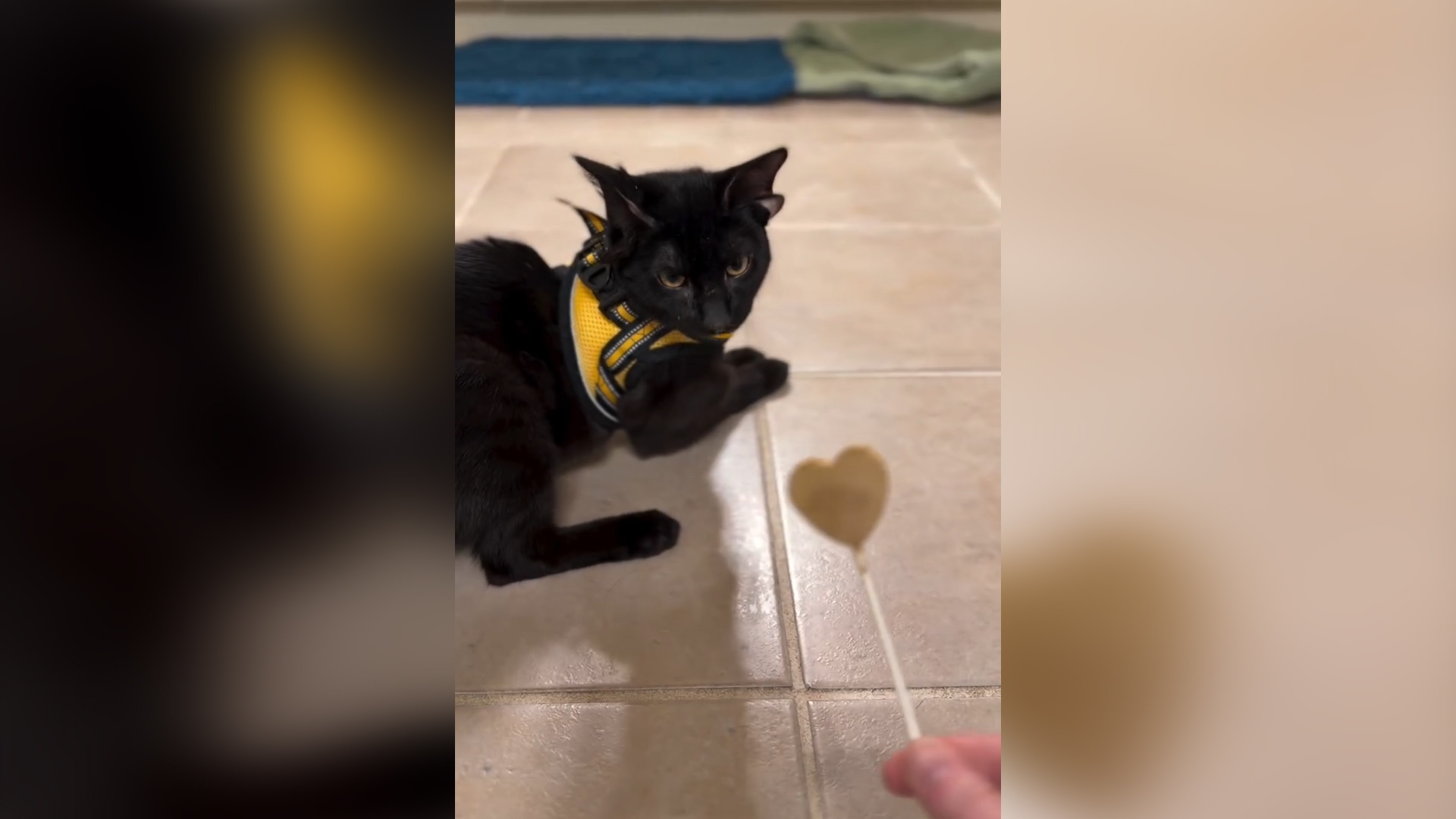 美國可愛「四耳」小黑貓影片爆紅全球　網友爭住領養：小蝙蝠翅膀好得意