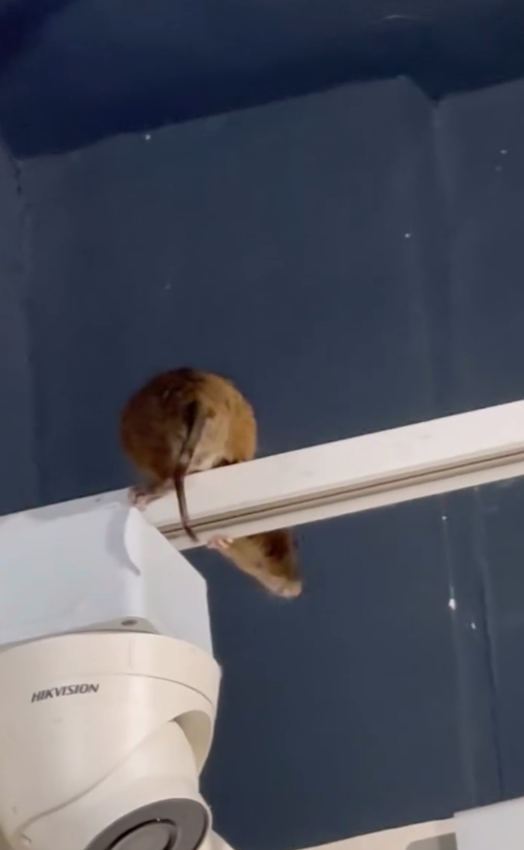 有市民在尖沙咀著名甜品店消費時，竟然與老鼠「近距離接觸」。