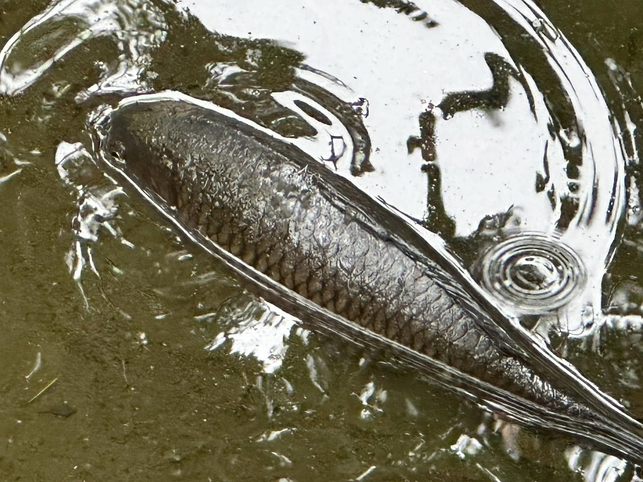 九龍公園水池大清洗「疑抽乾水」，康文署證3條魚缺水慘死。（龜途Facebook）