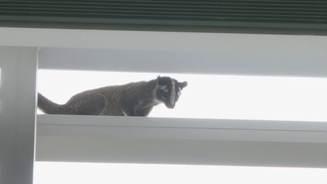 果子狸匿藏IFC二期商場中庭