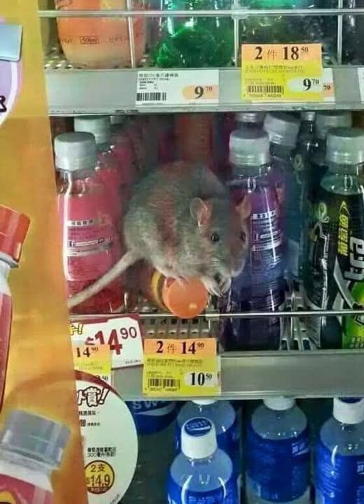 便利店光天化日下驚現鼠蹤