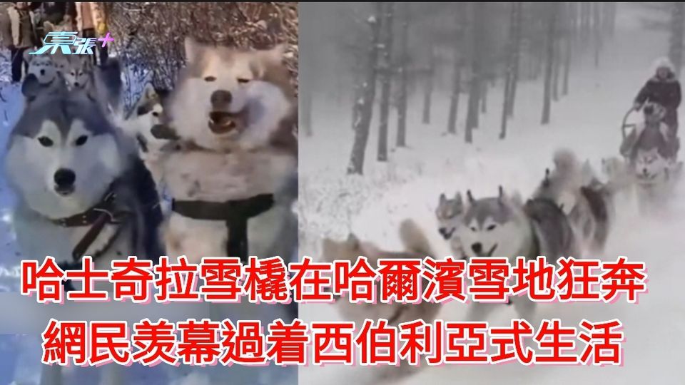哈士奇拉雪橇在哈爾濱雪地狂奔 網民羡幕過着西伯利亞式生活