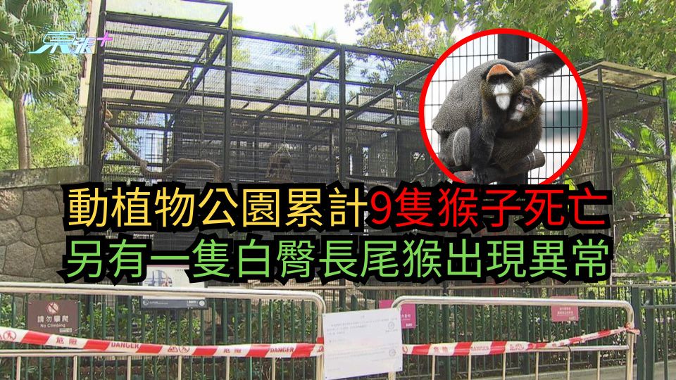 動植物公園累計9隻猴子死亡　另有一隻白臀長尾猴出現異常