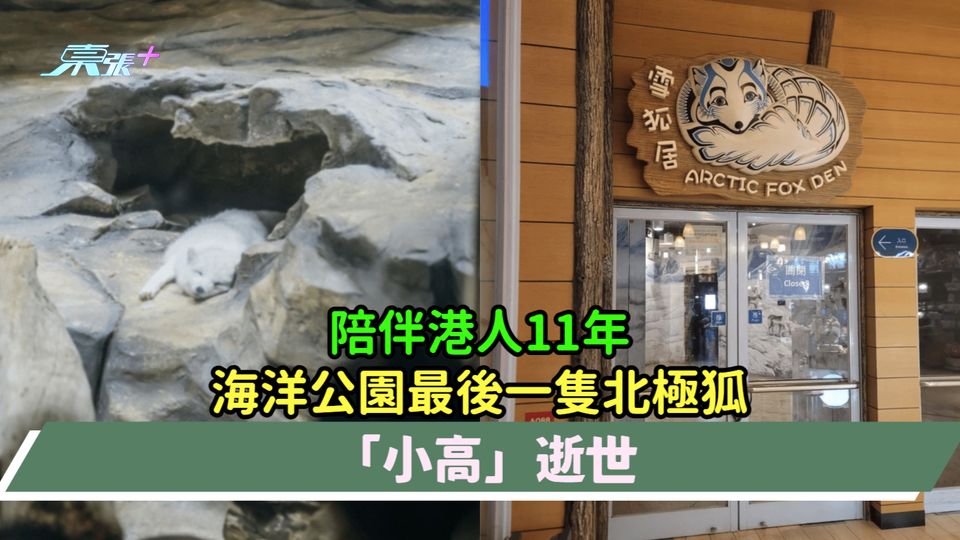 陪伴港人11年  海洋公園最後一隻北極狐「小高」逝世