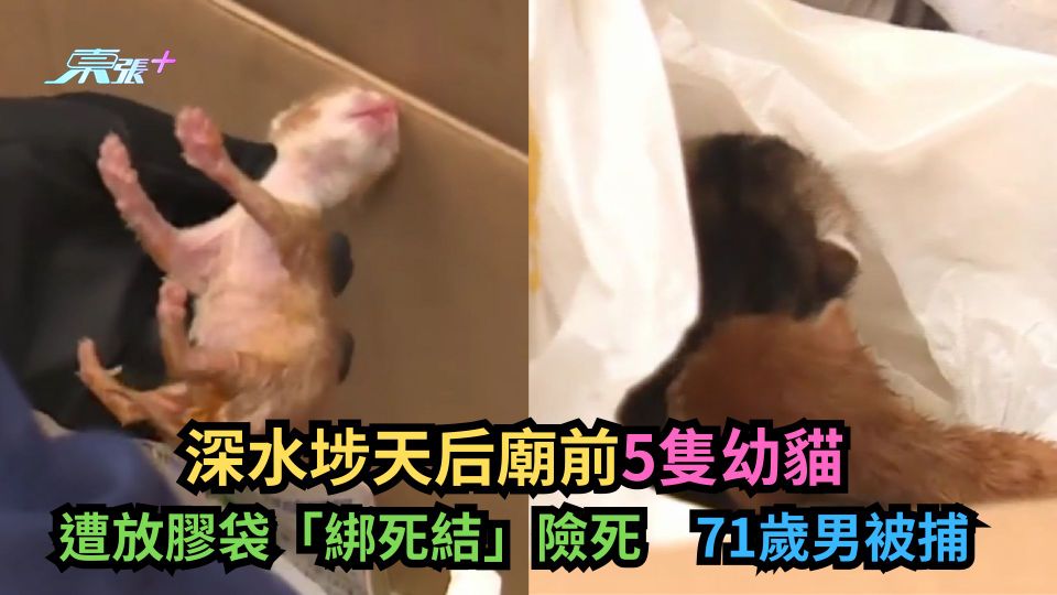 深水埗天后廟前5隻幼貓遭放膠袋「綁死結」險死　71歲男被捕