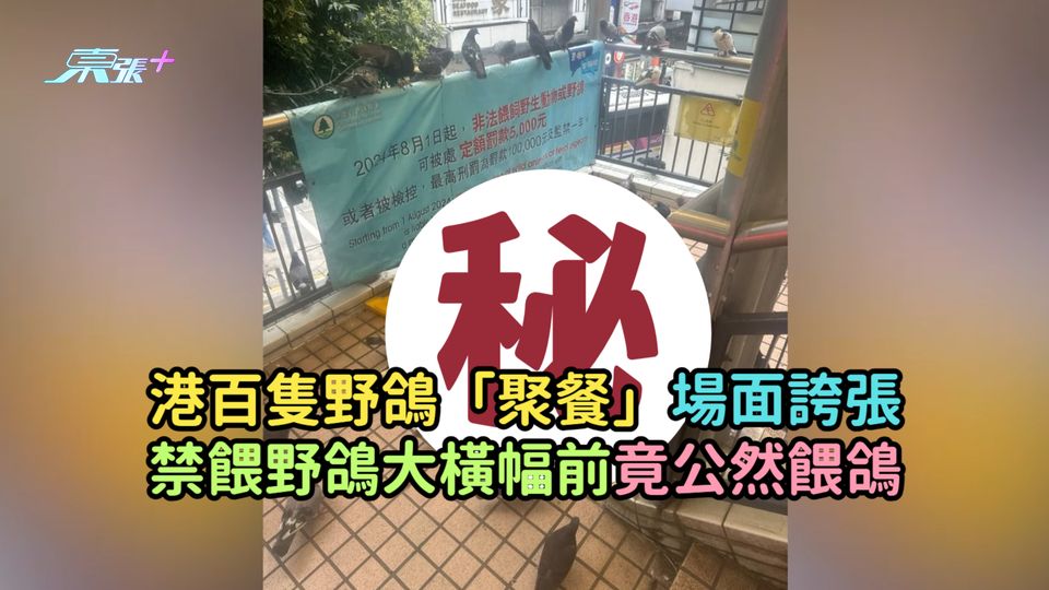 港百隻野鴿「聚餐」場面誇張  禁餵野鴿大橫幅前竟公然餵鴿  