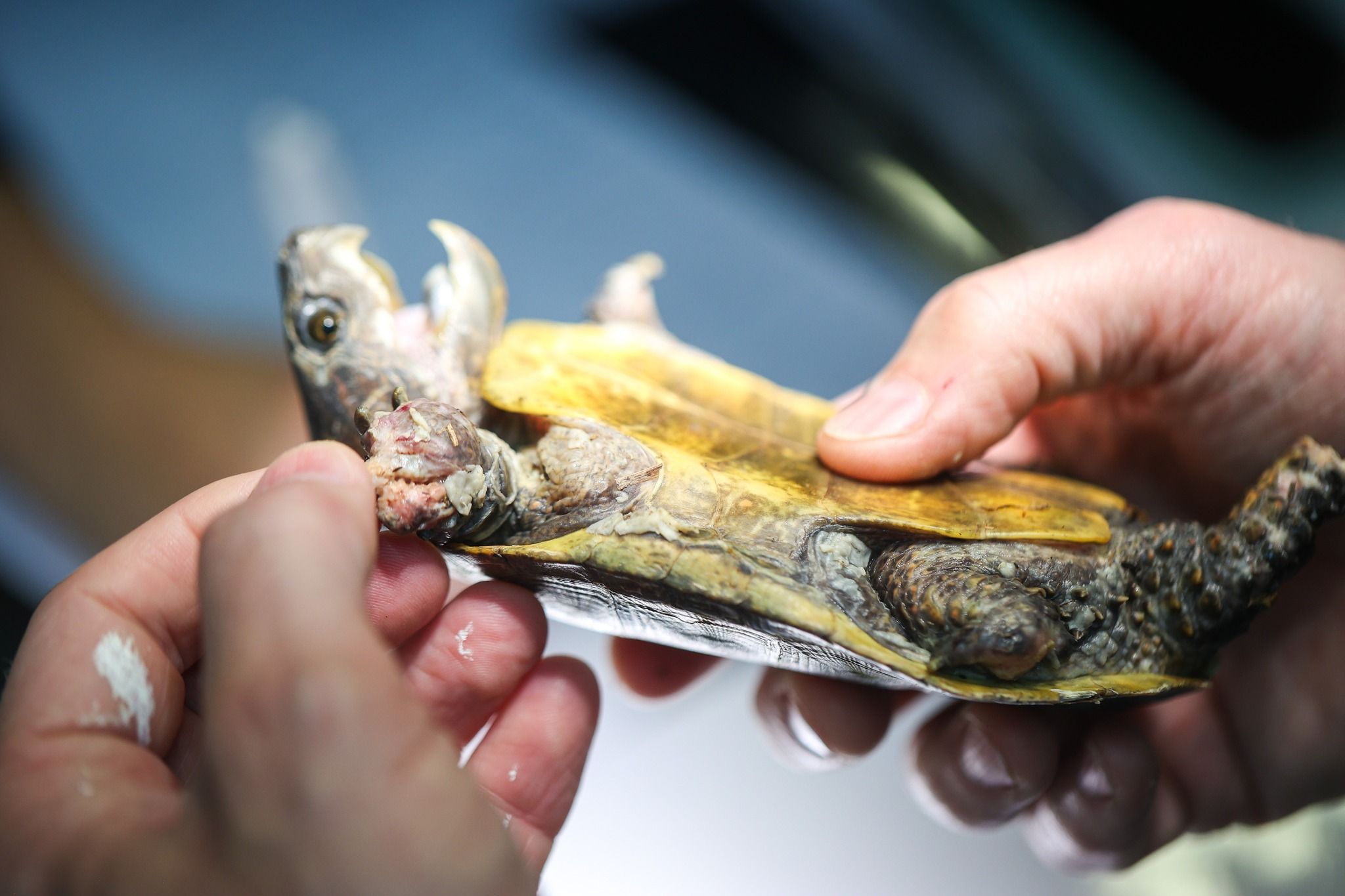 港產「極危」大頭龜