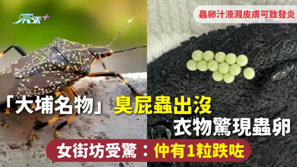 臭屁蟲 | 「大埔名物」臭屁蟲出沒 衣物驚現蟲卵 女街坊受驚：仲有1粒跌咗 蟲卵汁液濺皮膚可致發炎