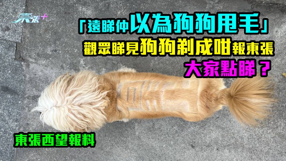 「遠睇仲以為狗狗甩毛」　觀眾睇見狗狗剃成咁報東張　大家點睇？