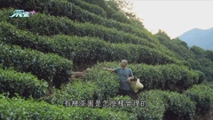 浙江有茶農親手墾荒山逾二十載 坐擁百畝茶園享田園人生