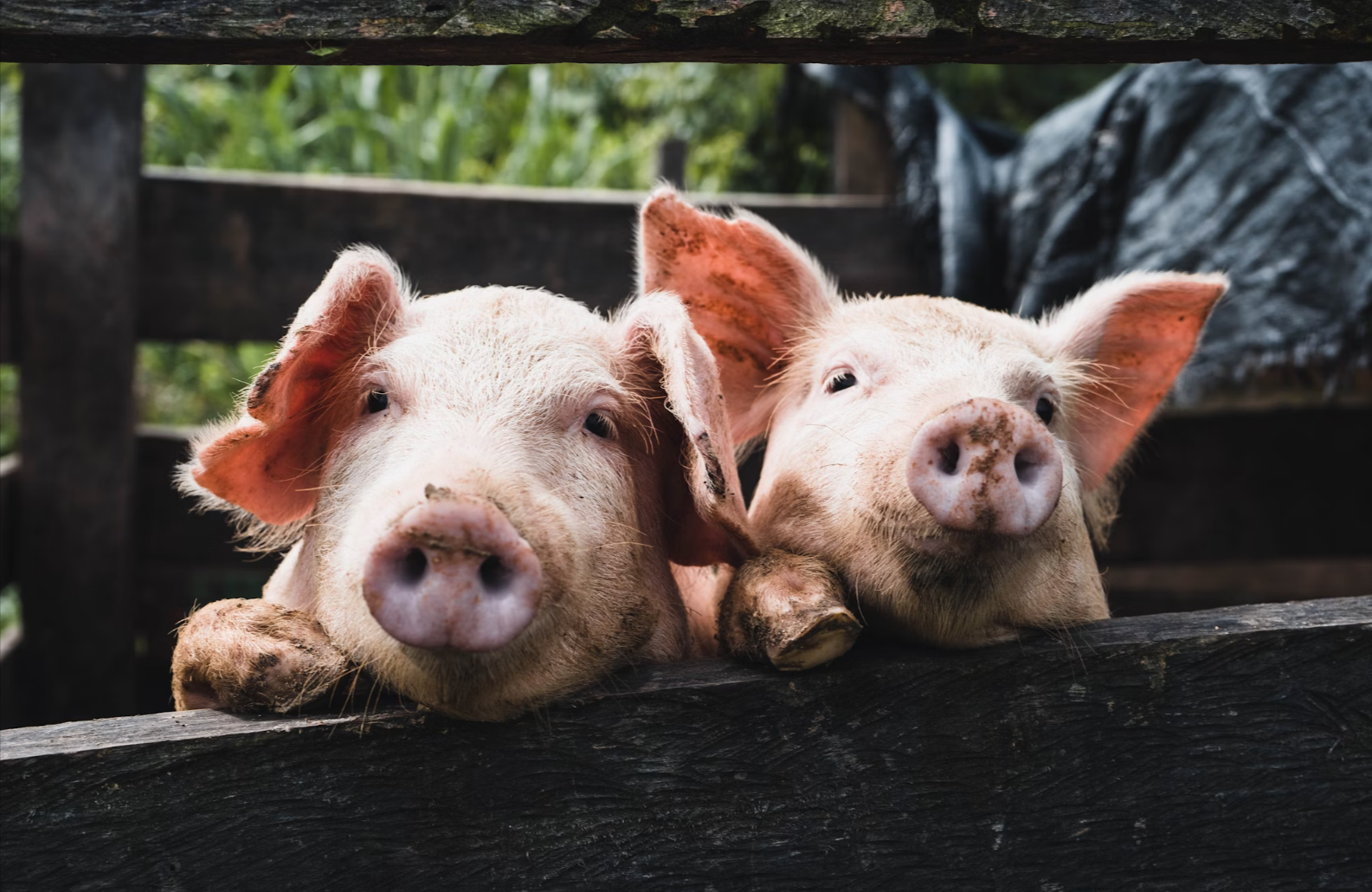日本鳥取縣養豬場大火釀悲劇　逾3000隻豬葬身火海　網民：燒肉放題（圖：示意圖／unsplash）