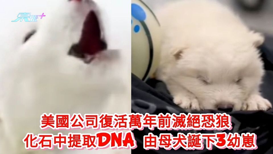 有片丨美國公司復活萬年前滅絕恐狼 化石中提取DNA 由母犬誕下3幼崽