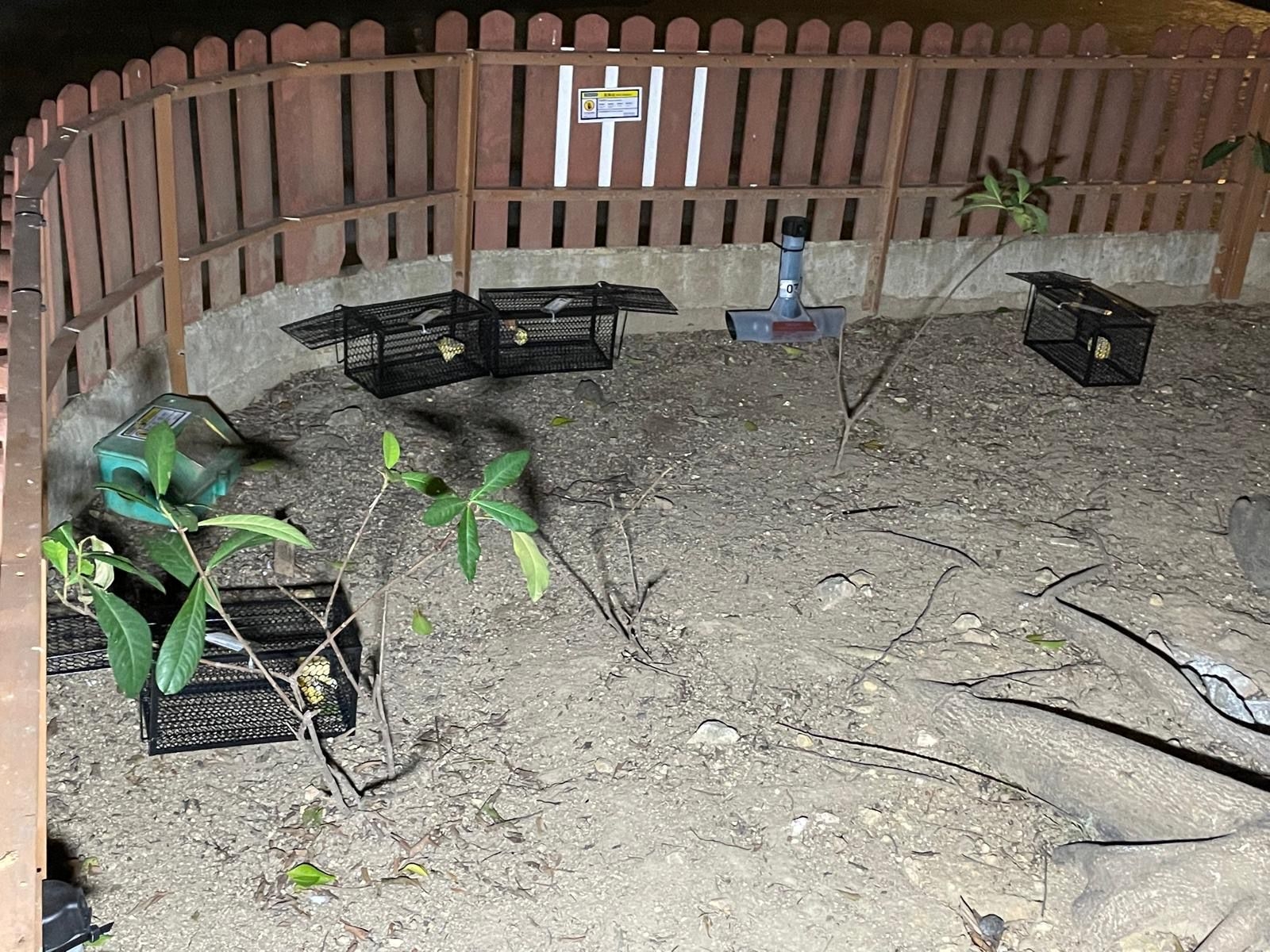 現場已放置多種滅鼠裝置，包括捕鼠器及鼠餌站，並會定期檢查及補充藥餌，以壓制鼠患。