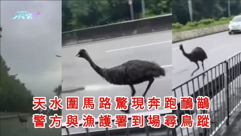 有片｜天水圍馬路驚現奔跑鴯鶓 警方與漁護署到場尋鳥蹤 
