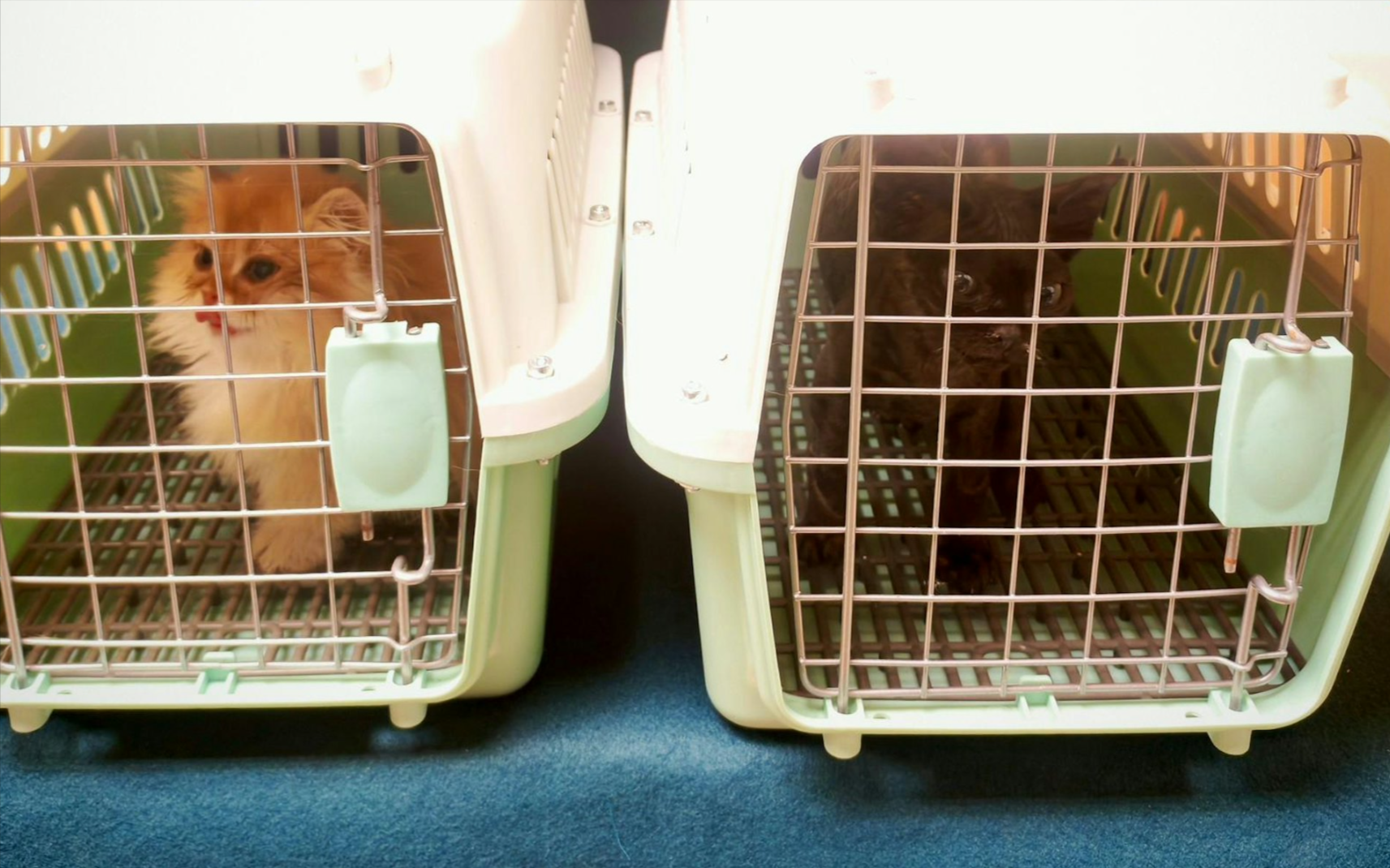 上周五（11月21日）海關於羅湖管制站入境大堂截查一名男旅客，在其手提袋內檢獲兩隻懷疑非法進口幼貓，估計市值約2萬元。(海關提供)